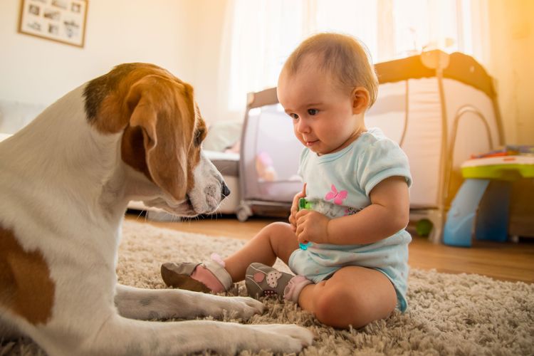 niño, cánido, perro, juego, raza de perro, niño pequeño, carnívoro, perro de compañía, amor de cachorro, cervatillo, niño pequeño y perro juegan juntos en el suelo