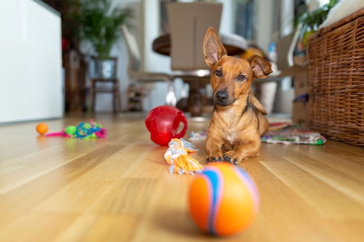 Comprar juguetes para perros