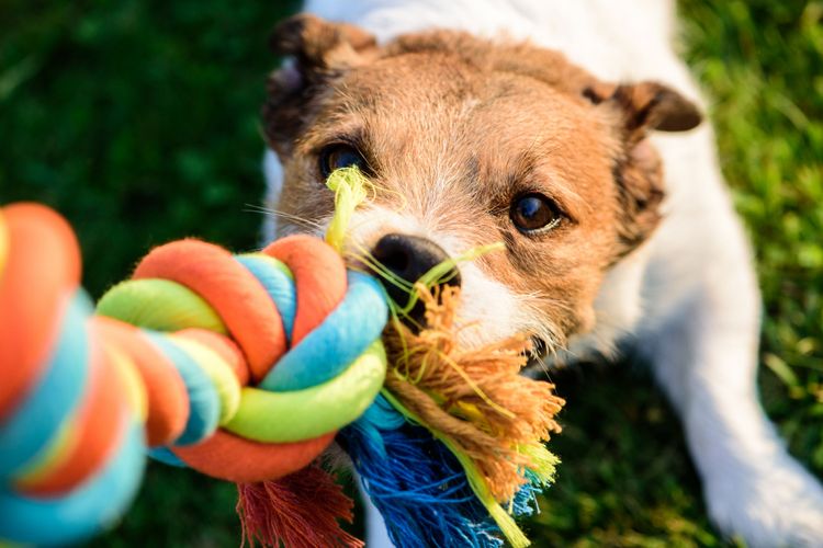dog tugs at toy Tug toy, dog, canidae, dog breed, dog toy, tennis ball, puppy, ball, carnivore, companion dog, terrier,
