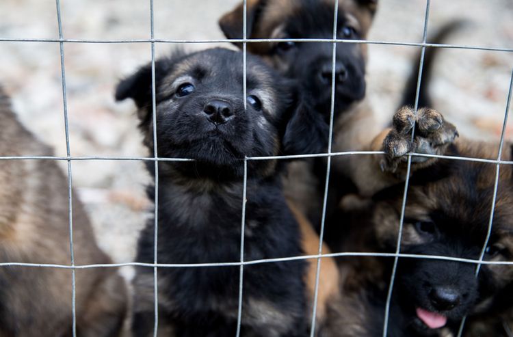 Hund, Säugetier, Wirbeltier, Canidae, Hunderasse, Fleischfresser, Welpe, Tierheim, Schnauze, Hunde hinter Gittern, Zwinger für Hunde