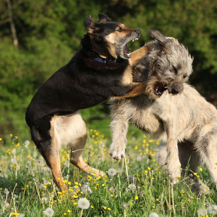 Riña de perros enfermos de rabia