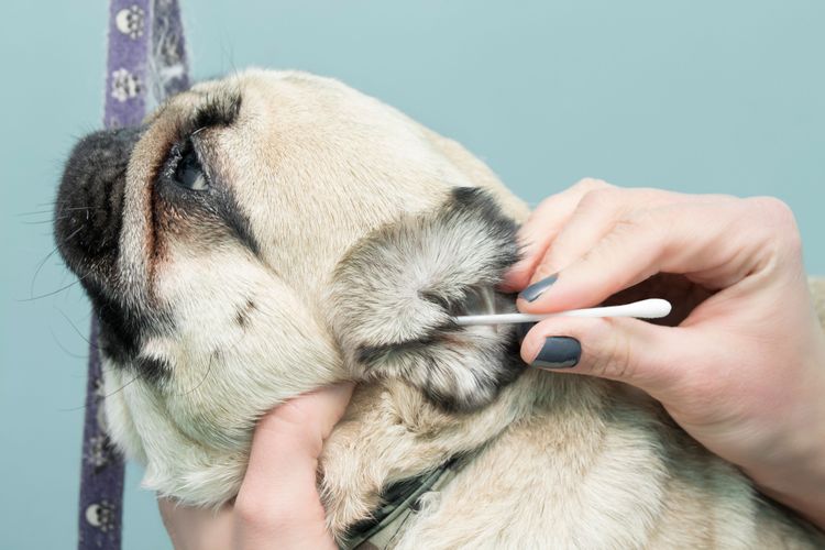 Pug, Canidae, Perro, Piel, Hocico, Nariz, Oído, Raza de perro, Mano, carnívoro, limpiar la oreja del perro con un hisopo, pug