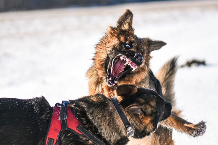 Des chiens se battent et mordent Chien, vertébré, race de chien, Canidae, mammifère, carnivore, berger de Bohême, muselière, vieux berger allemand, berger allemand, chiens mordeurs, chiens agressifs, chiens qui se battent très agressivement, dents du chien