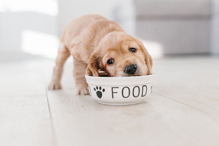 Hund,Futter,Hunderasse,Fleischfresser,Heimtierbedarf,Arbeitstier,Begleithund,Rehkitz,Schnurrhaare,Hundebedarf, Welpe frisst aus einer weißen Schüssel, Cocker Spaniel Welpe