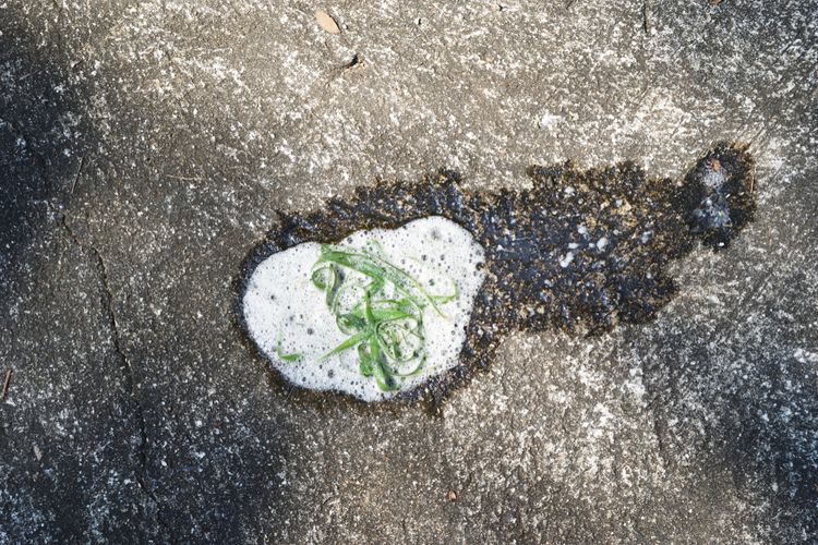 Dog Vomit dog vomit, dog vomit, dog vomit, dog eats grass, dog ate too much grass is it harmful, dog vomits grass, is eating grass poisonous to a dog, dog loves eating grass