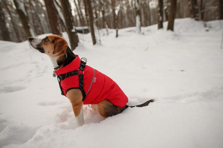 Hundemantel mit Geschirr integriert Hund,Schnee,Hundezubehör,Fleischfresser,Hunderasse,Halsband,Baum,Hundekleidung,Rehkitz,Haustierzubehör,