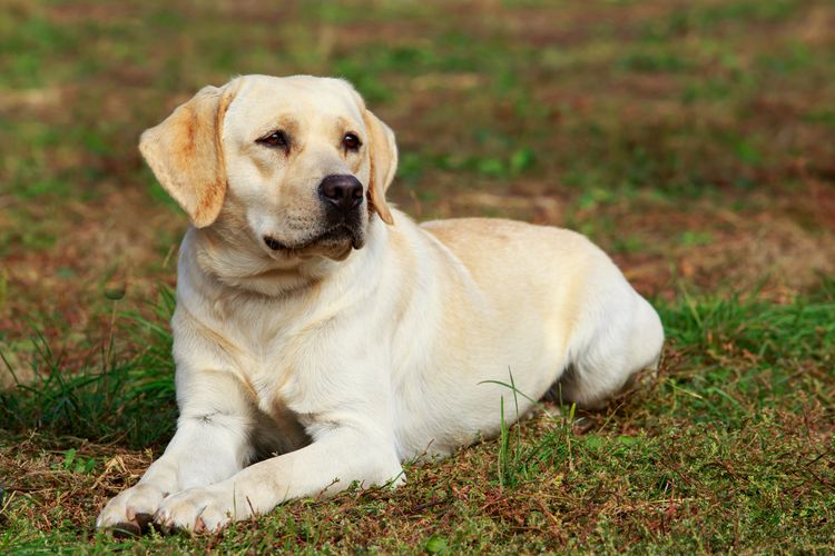 Hunderasse Labrador Retriever auf dem Gras liegend