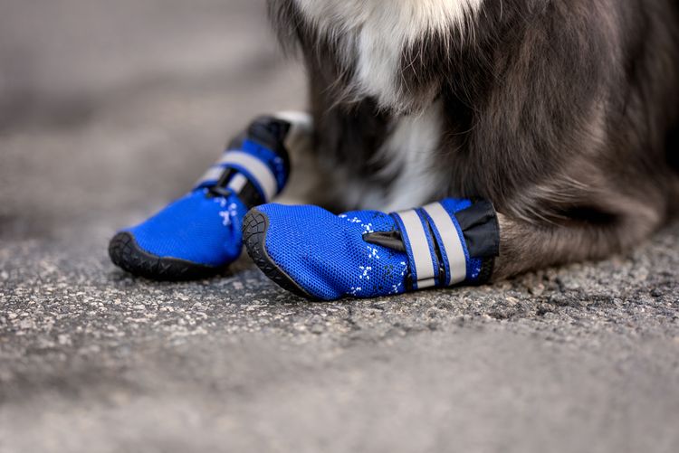 Do dogs need shoes in the winter? Do dogs need shoes for the snow? We have the answer and tips, in this photo you can see a small breed of dog with blue dog shoes on the front paws