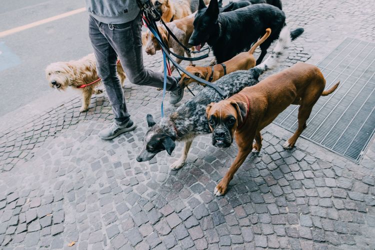 犬、犬科、犬種、肉食動物、スポーツグループ、歩道、リーシュ、ストリート、子鹿、ストリートドッグ、都会でのドッグシッティングのリーシュ上の多くの犬、ドッグシッティング