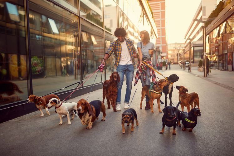 Dog sitter with many dogs on leash Make dog license