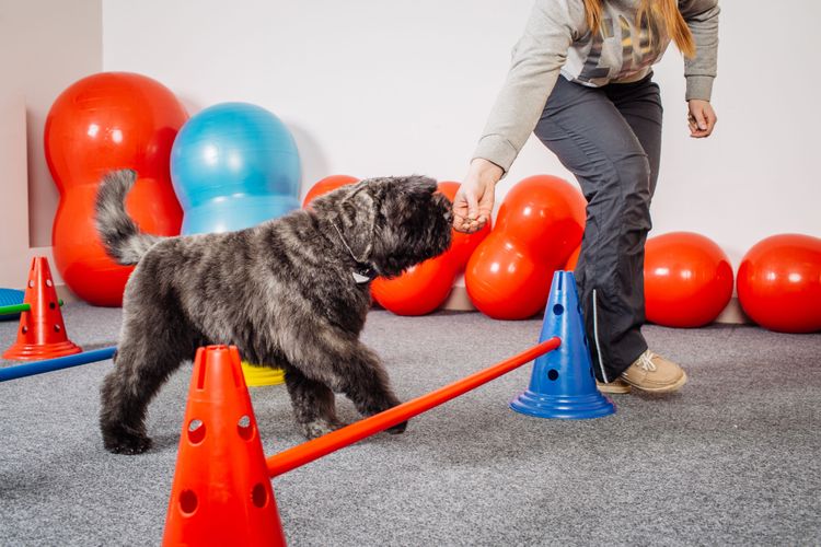 Hund, Canidae, Hunderasse, Bouvier des flandres, Cairn Terrier, Fleischfresser, Terrier, Sporting Group, Hundesport, Begleithund, Hundetraining mit Stange und Leckerli führen