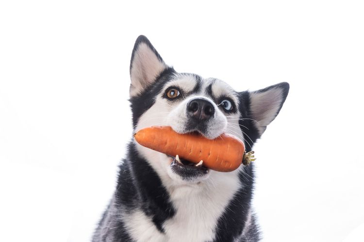 Husky eats carrot Mammal, vertebrate, Canidae, Siberian Husky eats a carrot, dog, dog breed, carnivore, muzzle, nose, Alaskan klee kai,