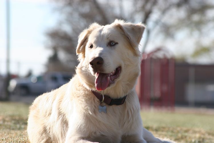 Hund, Säugetier, Wirbeltier, Hunderasse, Canidae, Fleischfresser, Sportgruppe, Begleithund, Golden Retriever, Seltene Rasse (Hund), Mischling Labrador und Husky, Labradormischling, weißer großer Hund mit langem Fell und Labrador Ohren