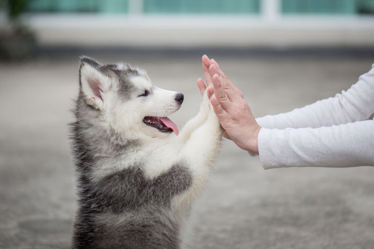 Husky Makes High Five Learn to give paw