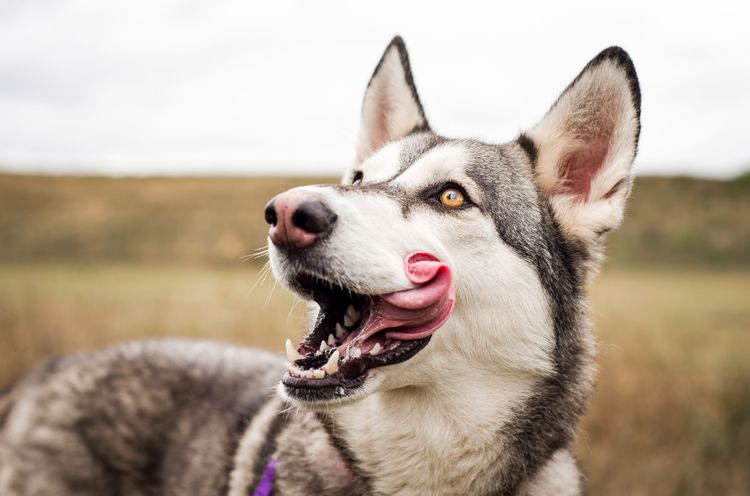 Hund, Säugetier, Wirbeltier, Siberian Husky Mix mit Wolfshund, Canidae, Hunderasse, Hund ähnlich Northern Inuit Hund, Rasse ähnlich Saarloos Wolfshund, Gesichtsausdruck, Fleischfresser, Hund ähnlich Wolf