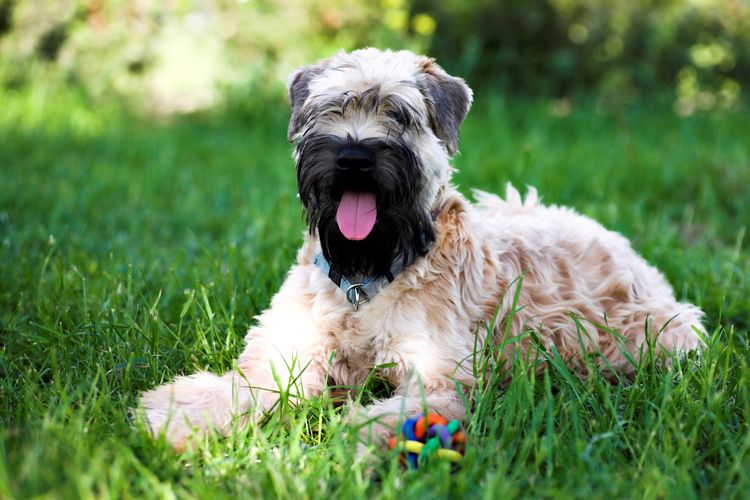 Irischer Soft Coated Wheaten Terrier liegt auf Gras