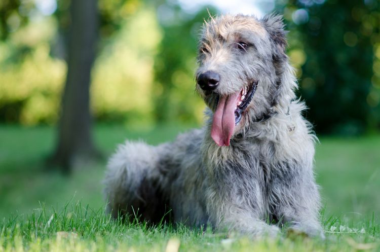 Le chien-loup irlandais bâille chien de race calme, chien Heidi Klum