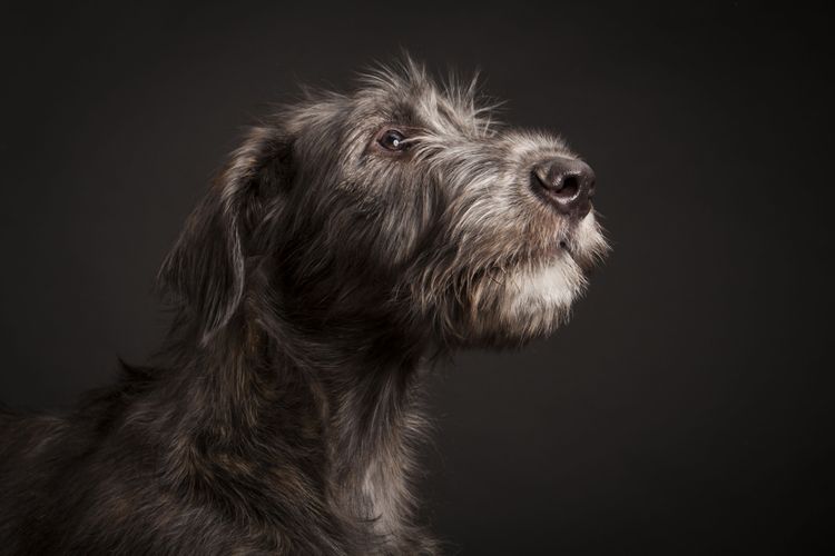 irish wolfhound, race de chien calme, chien calme