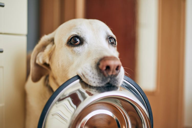 Kopf,Hund,Hunderasse,Fleischfresser,Ohr,Arbeitstier,Begleithund,Kitz,Schnurrhaare,Schnauze, Schüssel, Futter, Labrador weiß, braune Nase beim hellen Labrador Retriever