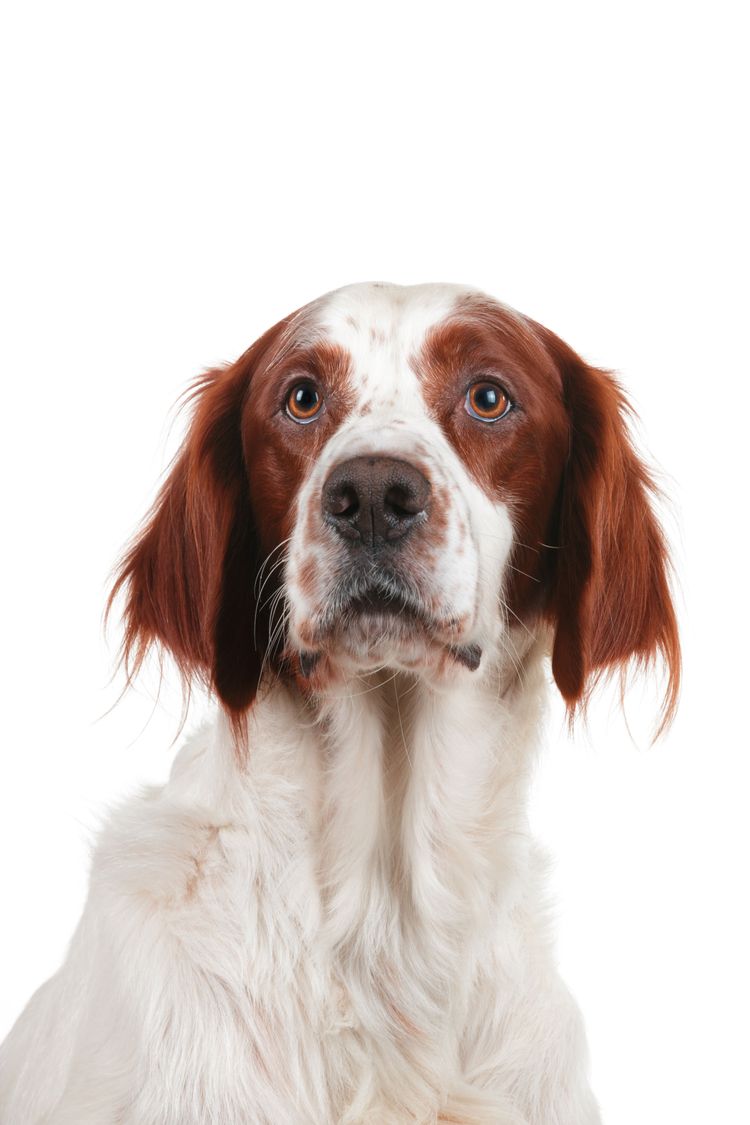 Hund, Säugetier, Wirbeltier, Canidae, Hunderasse, Fleischfresser, irischer Rot-Weiß-Setter, Rasse ähnlich französischer Spaniel, Hund ähnlich Bretagne, Sporting Group, Irish red and white Setter mit langen Schlappohren behaart