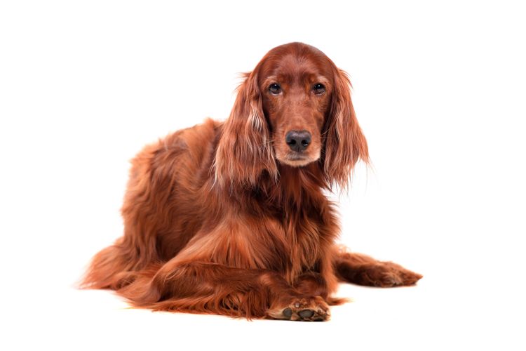 Hund, Wirbeltier, Canidae, Säugetier, Irischer Setter mit langen Schlappohren und langem Fell, Hunderasse, Setter, Rasse ähnlich Cockerspaniel, Hund ähnlich englischer Cockerspaniel, Fleischfresser,