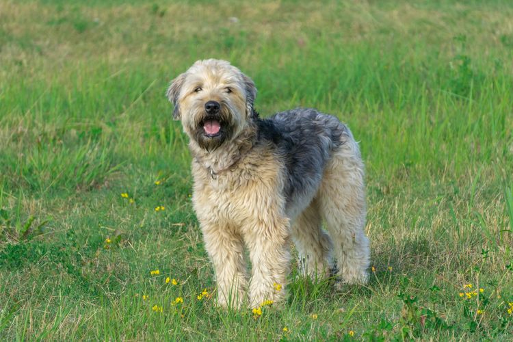 Hund,Hunderasse,Fleischfresser,Pflanze,Begleithund,Gras,Grasland,Sportliche Gruppe,Prärie,Arbeitstier,