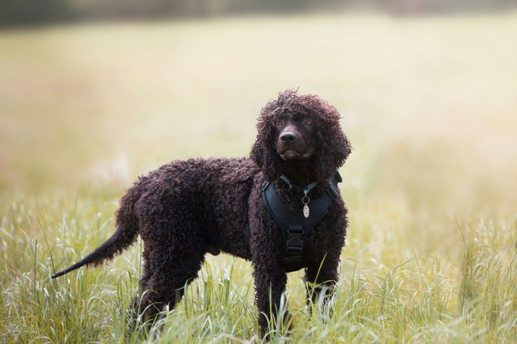 Irish Water Spaniel im Feld Hund, Säugetier, Wirbeltier, Canidae, Hunderasse, Fleischfresser, spanischer Wasserhund, brauner Irish Water Spaniel steht im Feld
