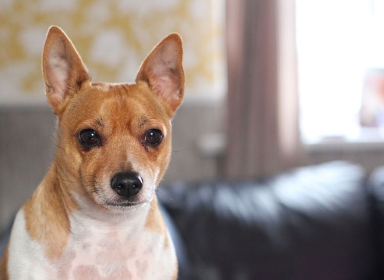 Jack-Russel-Chihuahua mix dog on sofa