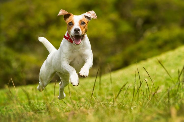 raza de perro popular de los austriacos