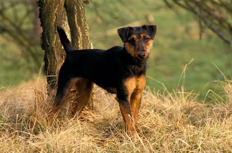 Jagdterrier oder Deutscher Jagdterrier Hund