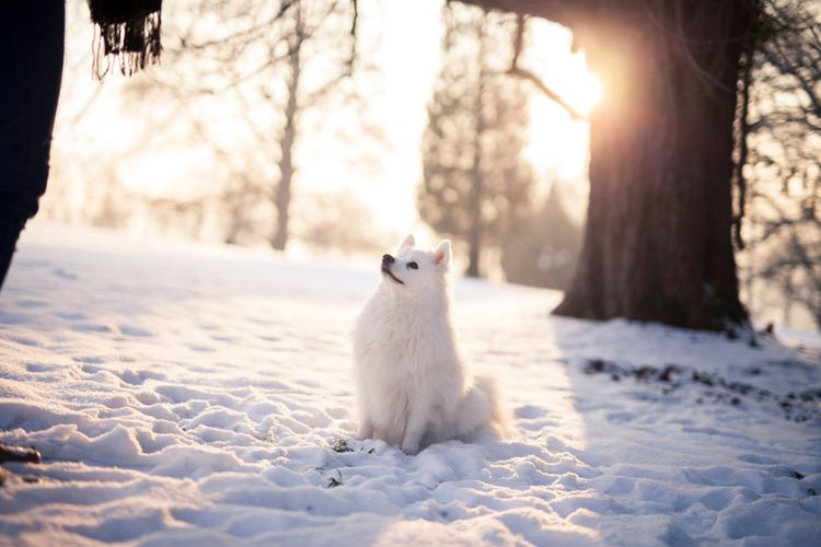 japan spitz in snow waiting for command, doggy in stay, doggy makes sit