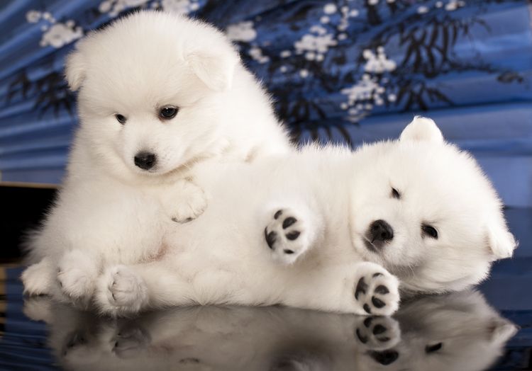 zwei junge Japan Spitz Welpen liegen und kuscheln, Hunde die aussehen wie Bären, Hund der Aussieht wie ein Bär, weiße Welpen mit langem Fell aus Japan