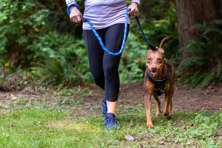 Hund, Canidae, Hunderasse, Leine, Cani Cross, Erholung, Hundewandern, Fleischfresser, Hundewandern, Trail, Joggen mit Hund an der normalen Leine im Wald