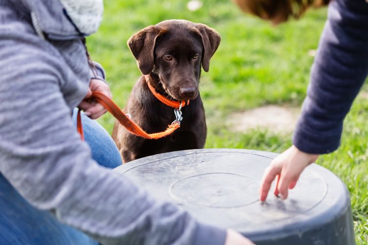 Junger Labrador Retriever braun beim Training auf dem Hundeplatz Junger Labrador Retriever braun beim Training auf dem Hundeplatz