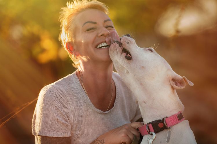fight dog licks face of mistress First aid for dogs