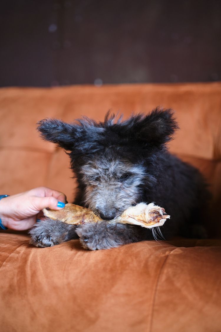 Kaninchenohren getrocknet Hunderasse,Fleischfresser,Arbeitstier,Begleithund,Spielzeug,Schnauze,Wasserhund,Sportliche Gruppe,Fell,Canidae,