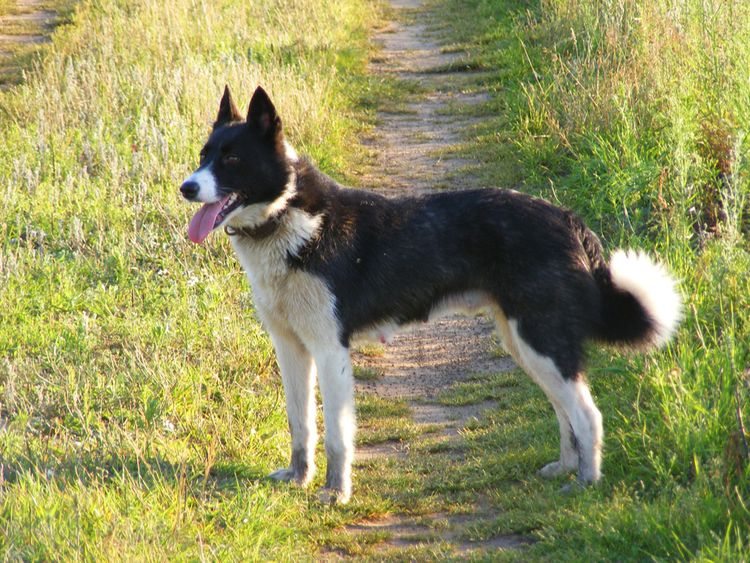 Hund, Fleischfresser, Hunderasse, Pflanze, Gras, Begleithund, Arbeitstier, Schwanz, Hütehund, Halsband,