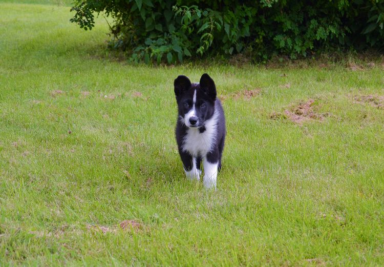 Karelischer Bärenhund Welpe, finnische Hunderasse, Hund aus Finnland, schwarz weißer Hund mit Stehohren, Hund ähnlich Husky, Hund ähnlich Spitz, Spitzähnliche Rasse, Jagdhund, eigenständige Hunderasse, keine Anfängerhunderasse, Panda aussehen beim Hund, Björnhund, Karjalankarhukoira, großer Hund