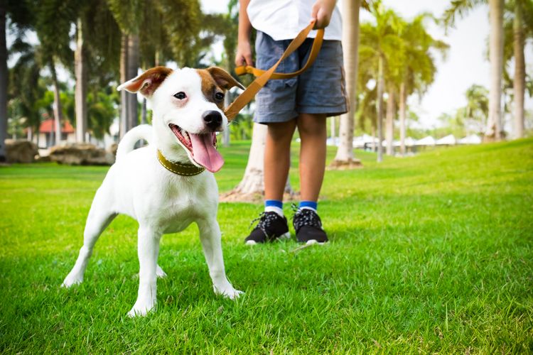 petit chien en laisse Jogging avec le chien dans la forêt et le parc