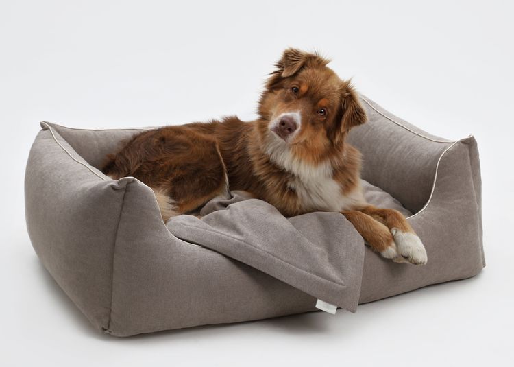 small dog lying in dog bed Anal gland expression in dogs
