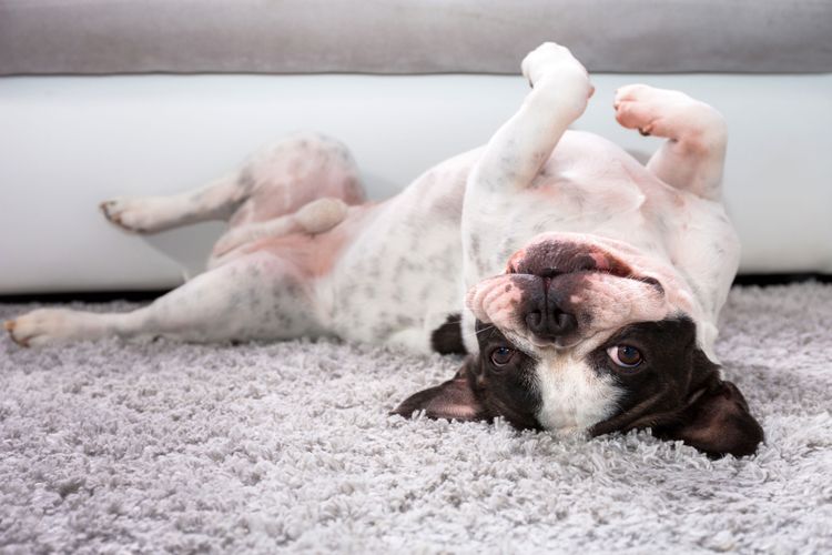 Hund, Säugetier, Canidae, Hunderasse, französische Bulldogge, alte englische Bulldogge, Fleischfresser, Schnauze, Pfote, Sporting Group, Hund schläft auf weißem Teppich, klener weißer Hund lacht