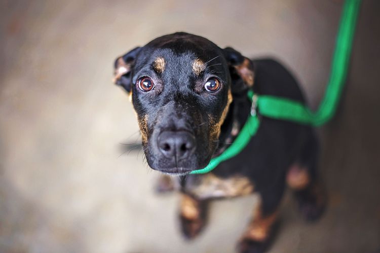 Hund, Hunderasse, Canidae, Säugetier, Schnauze, Fleischfresser, Nase, Auge, Welpe, deutscher Pinscher, Hund legt Ohren zurück weil er Angst hat, grüne Leine