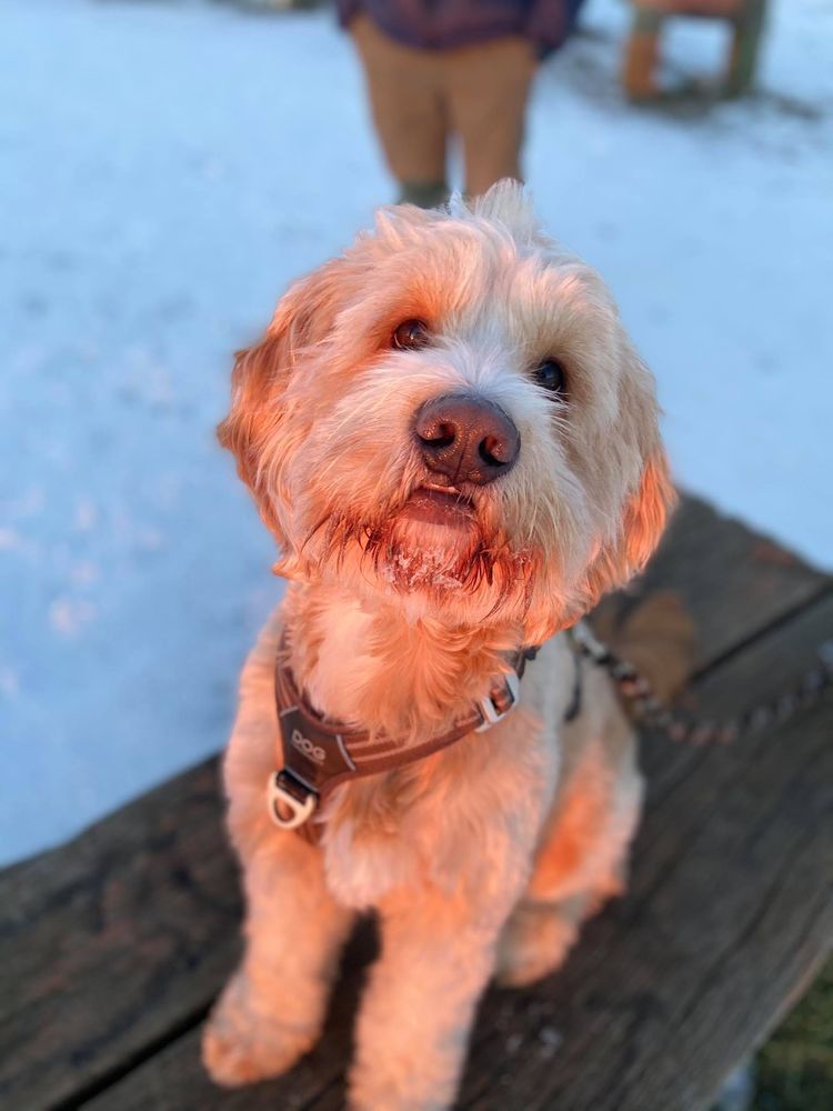 Hund,Orange,Fleischfresser,Rehbraun,Begleithund,Spielzeughund,Halsband,Hundebekleidung,Hunderasse,Terrier,