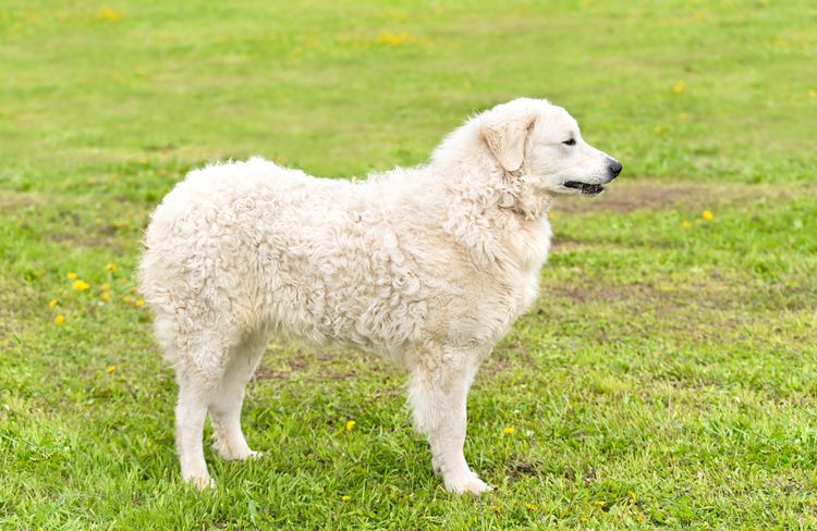 großer weißer Hund mit langem filzigen Haaren und Schlappohren aus Ungarn, Kuvasz sieht ähnlich dem Golden Retriever Hund, ungarische Hunderasse