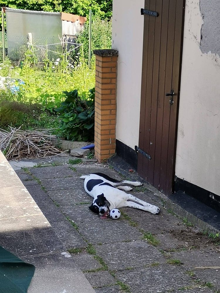 Lab-Pointer © Inga Papacharalampous Pflanze, Straßenoberfläche, Asphalt, Hund, Holz, Gras, Fleischfresser, Tür, Bürgersteig, Bodenbelag,
