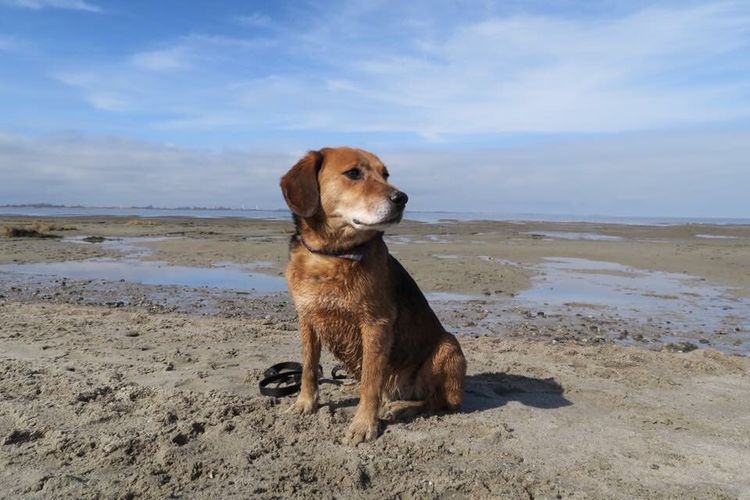 Wolke,Himmel,Hund,Hunderasse,Wasser,Fleischfresser,Rehkitz,Strand,Horizont,Sportliche Gruppe,