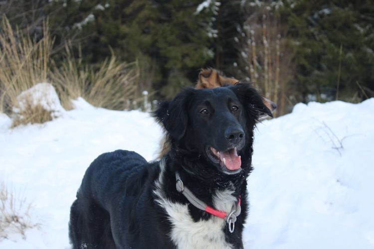 Hund,Schnee,Fleischfresser,Gefrieren,Hundehalsband,Hunderasse,Begleithund,Mcnab,Winter,Halsband,