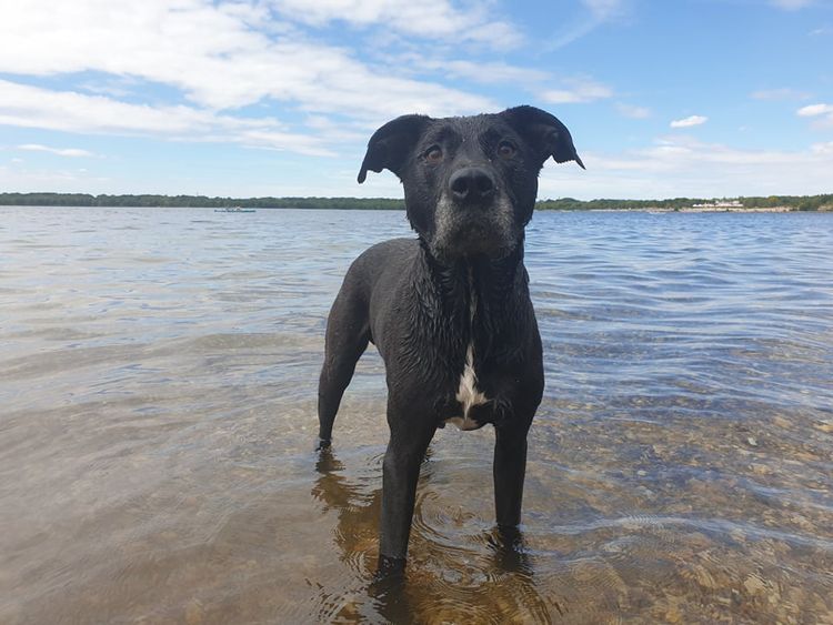 Himmel, Wasser, Wolke, Hund, Arbeitstier, Fleischfresser, Hunderasse, Kitz, Flüssigkeit, Schnauze,