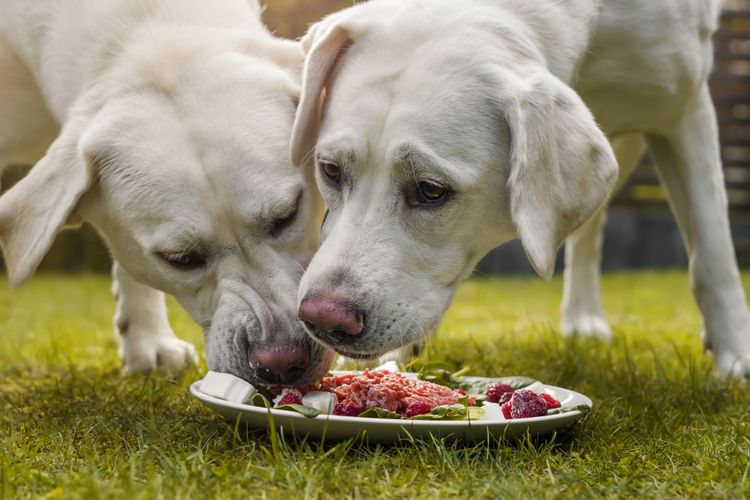 Cocinar tú mismo la comida del perro