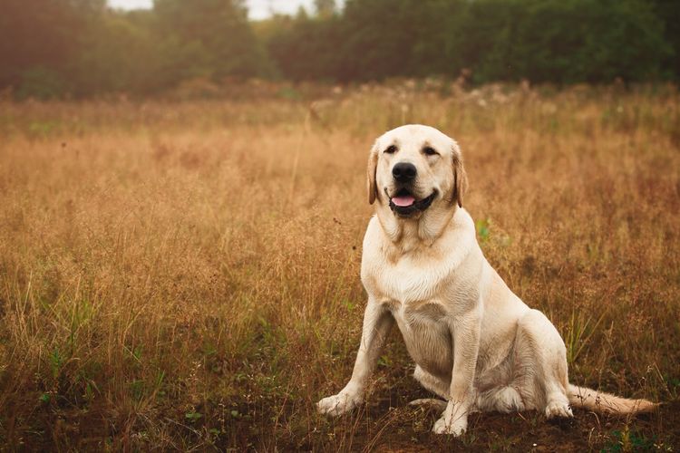 Labrador Retrieber beige Showlinie vor Getreidefeld